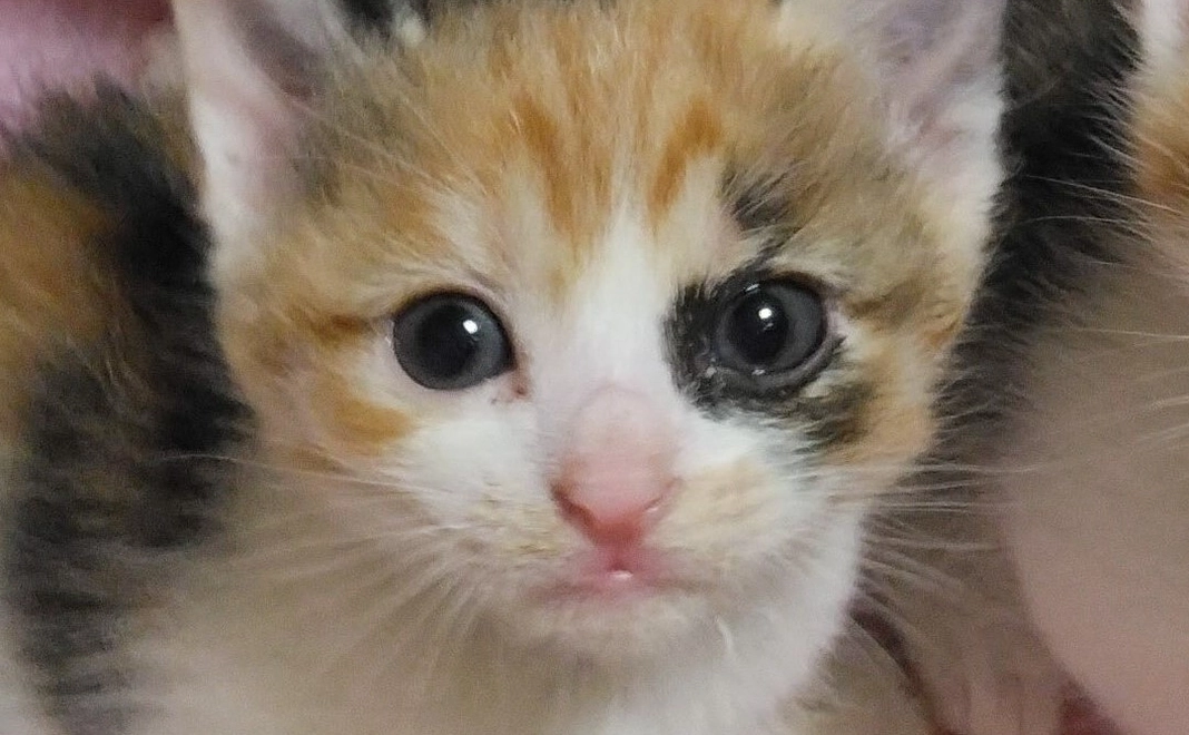 みけねこ(3925)コース