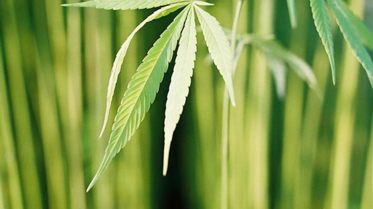 農作物としての大麻に関する書籍を書き、正確な情報発信をしたい