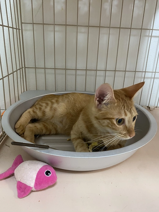 クラウドファンディング達成させていただきました🐱✨