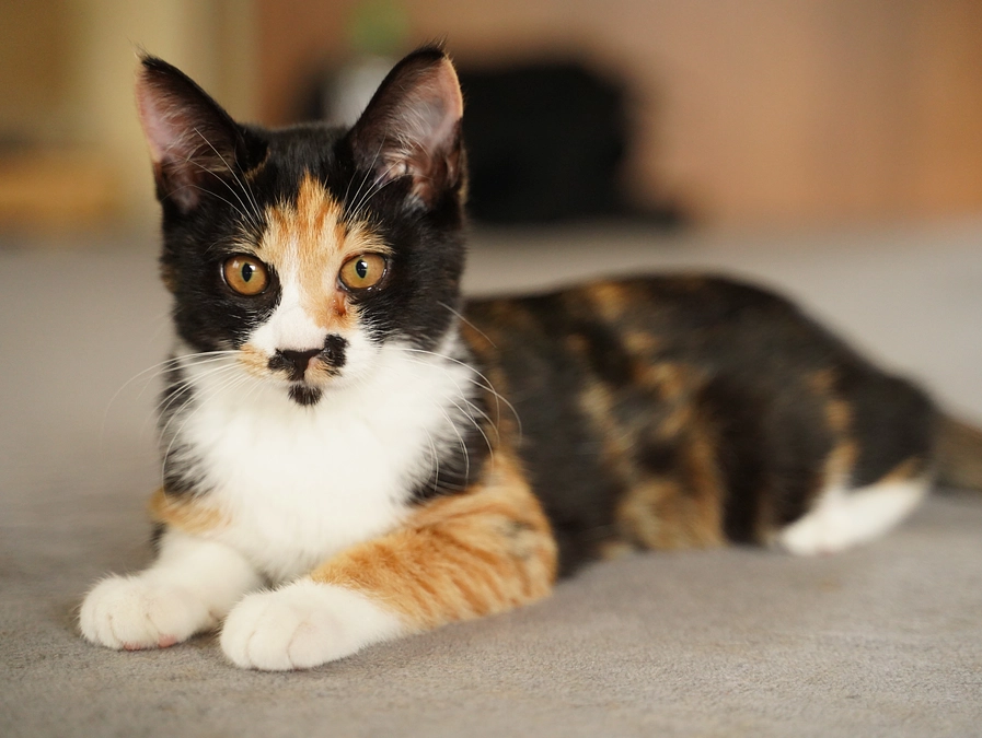 サビの子供達！①