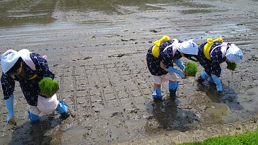 敦賀の地酒復活プロジェクト のトップ画像