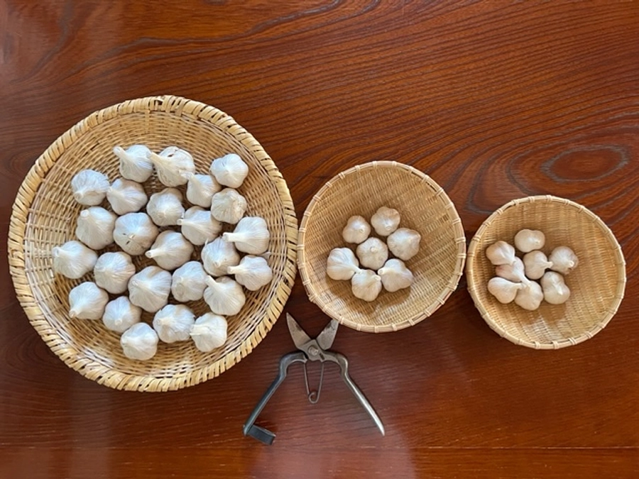 「THE WORLD」より初の収穫物、自然栽培ニンニク ”旅するニンニク” ECサイトにて販売開始！