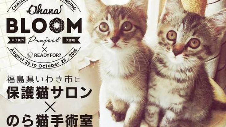 不幸な命を増やさない!福島に保護猫サロンとのら猫手術病院を!