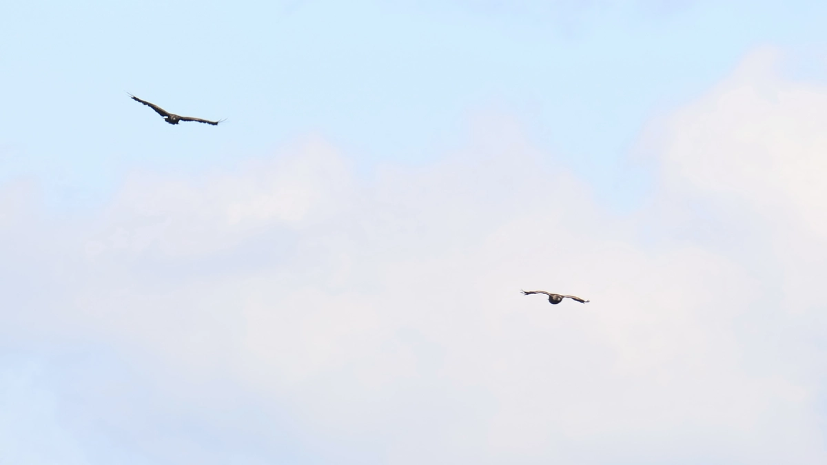 野生のいぶき生中継 Vol.11