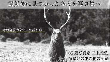 津波に流されたはずのネガが見つかった。かつての金華山の鹿がすごい！ のトップ画像