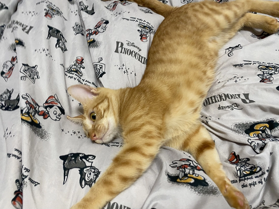 今日のモカ（投薬83日目）🐱⭐️