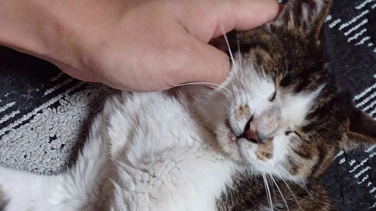 事故により怪我をした猫の手術費、通院費