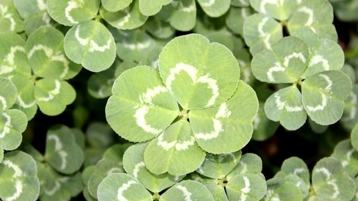 四つ葉のクローバー探索イベントを実施したい！