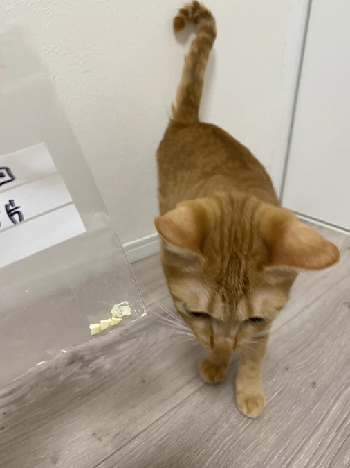 今日のモカ（投薬84日目）🐱⭐️