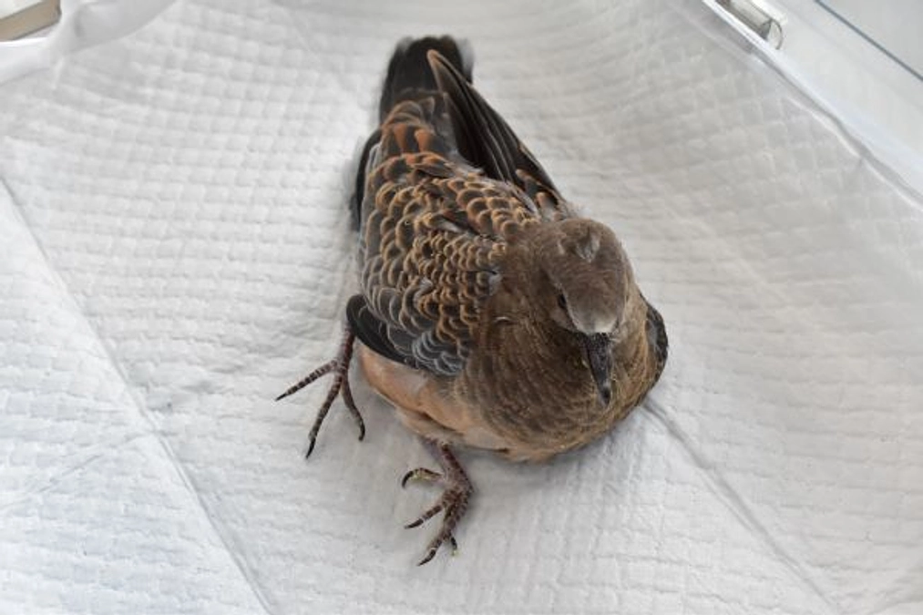 【保護情報】立つことのできないキジバトのヒナ