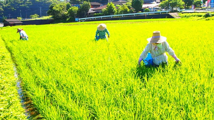 宮崎県五ヶ瀬町の美味しいお米「まけしらず」を全国に届けたい！