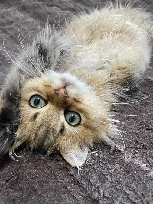 明日は病院！定期検診です👏