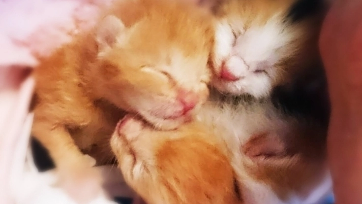 飼い主のいない子猫を保護し、里親さんに繋げる活動を続けたい。