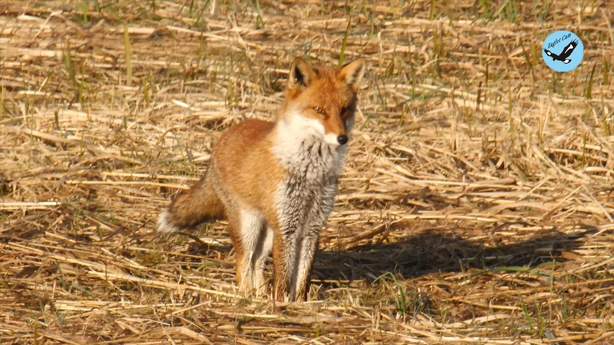 キツネの狩り、ハタネズミを捕る