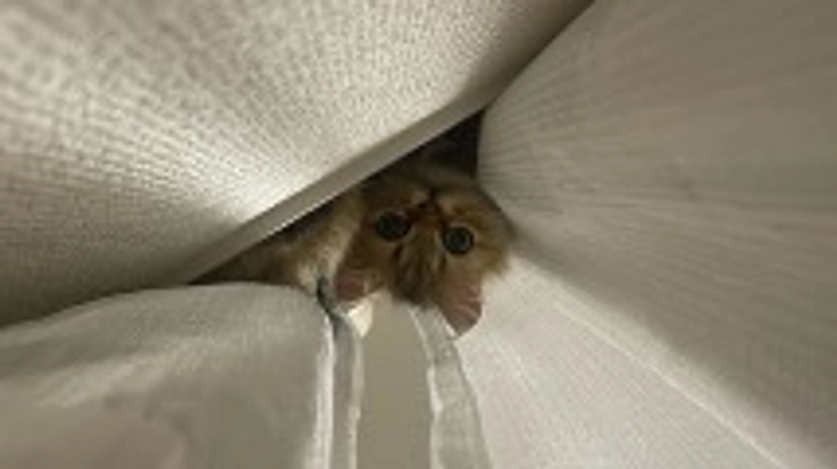 今日は通院！長旅頑張ります