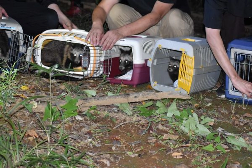 【リリース情報】6頭の赤ちゃんダヌキ、ついにリリース！