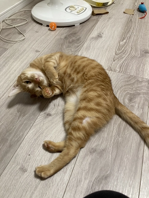 今日のモカ（経過観察3日目）🐱⭐️