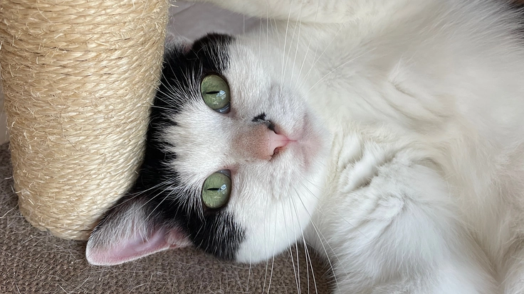 保護猫カレンダー購入で、TNR活動や保護猫活動の応援をお願いします