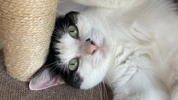 保護猫カレンダー購入で、TNR活動や保護猫活動の応援をお願いします のトップ画像