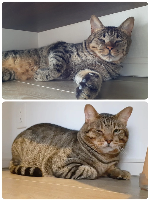 【まるちゃん】【あおちゃん】ずっとのおうち決まりました