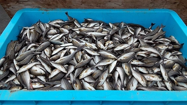 1度の漁で廃棄されてしまう未利用魚 のトップ画像