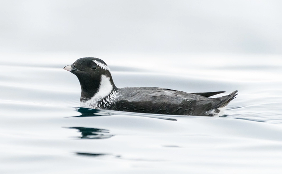 ウミスズメ コース