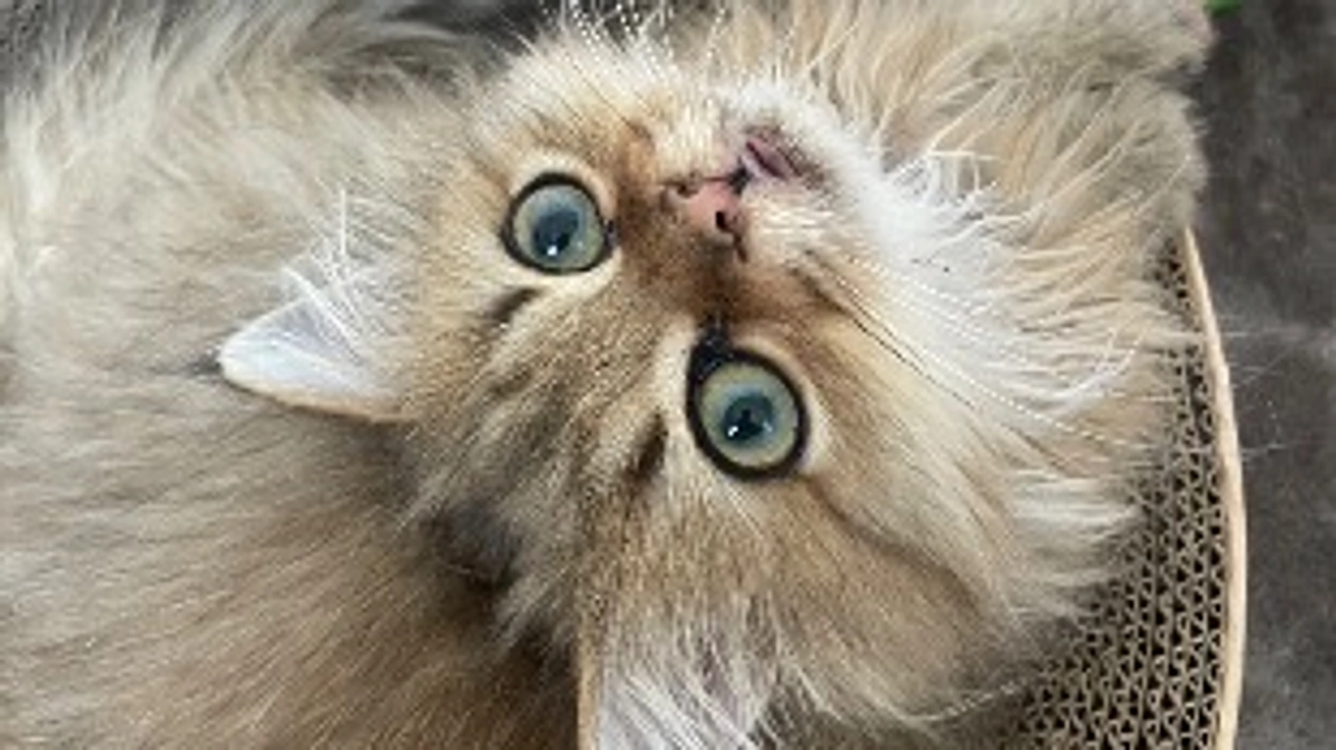 あかちゃんのキバ