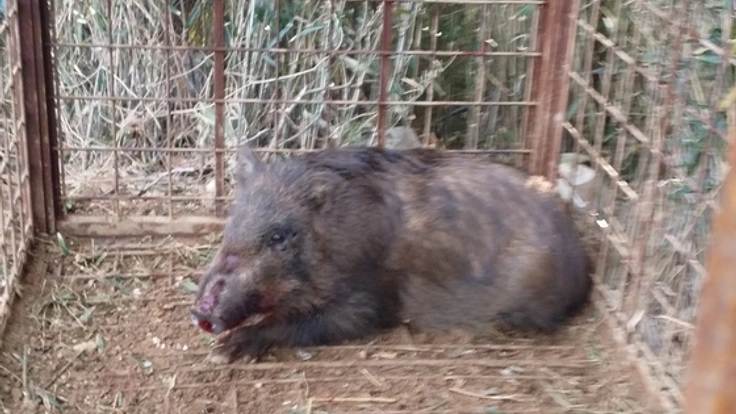 千葉県東庄町。イノシシから農産物と住民を守りたい！