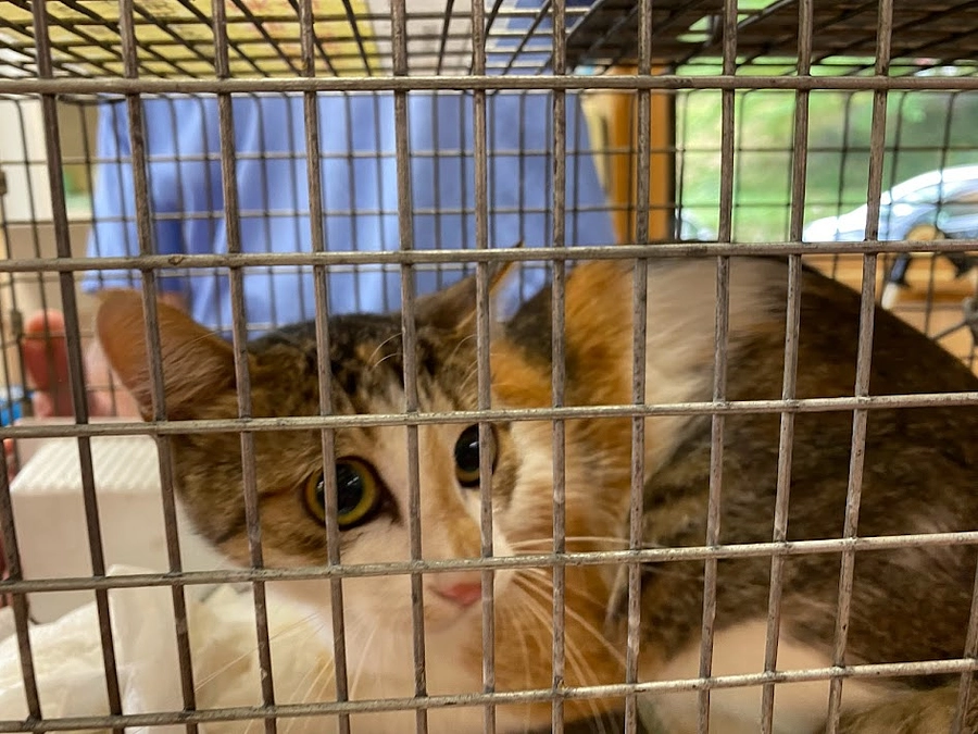 10月のTNR：発泡スチロールハウスの作り方