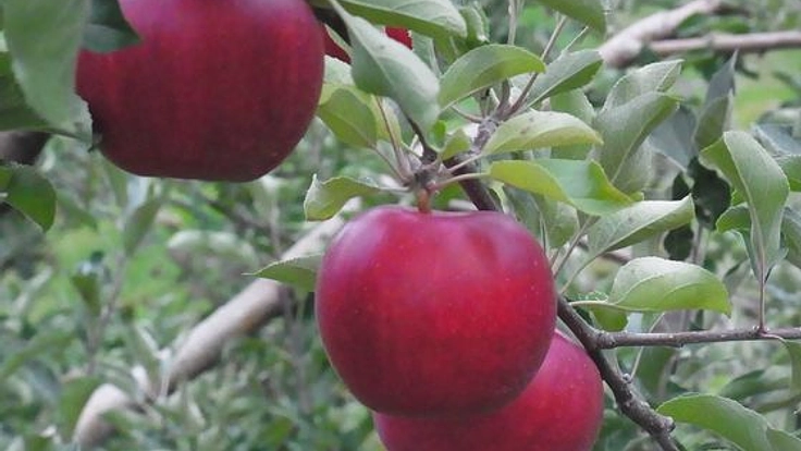 消滅寸前のりんご産地で希少品種「旭」のシードルを製品化したい