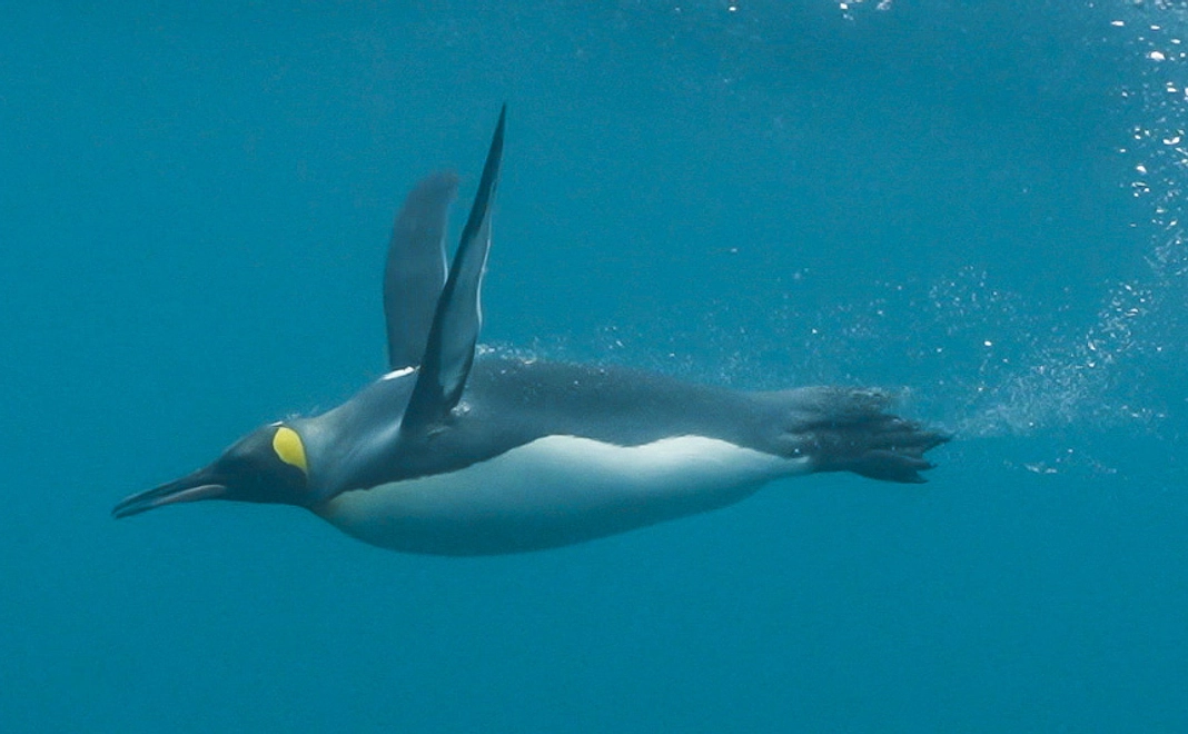 ペンギン コース