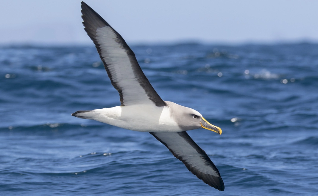 アルバトロス コース