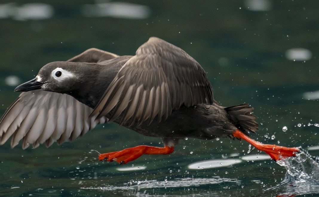 ケイマフリ コース