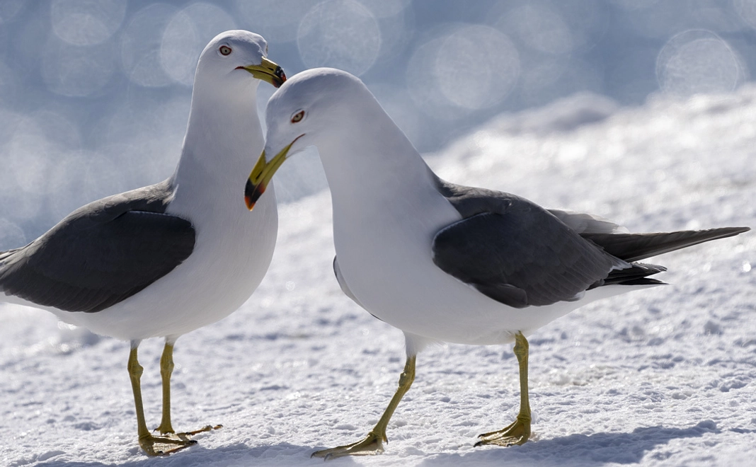 ウミネコ コース