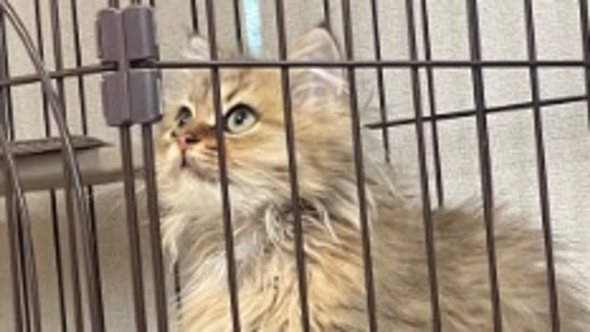 体重が減り続けて