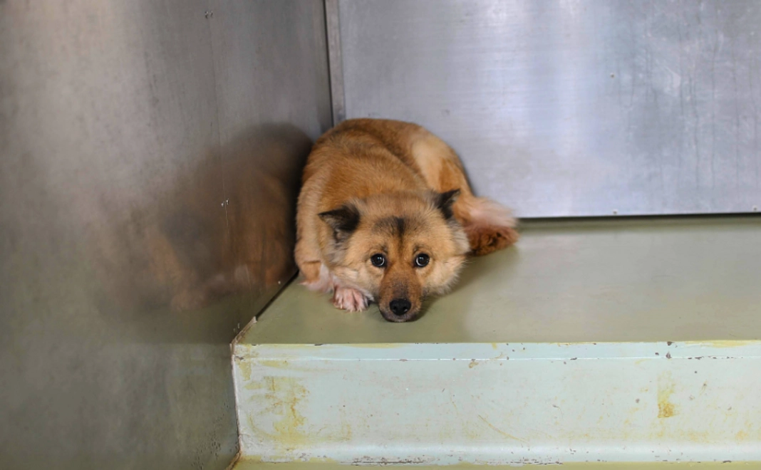 1万円｜ご寄附コース