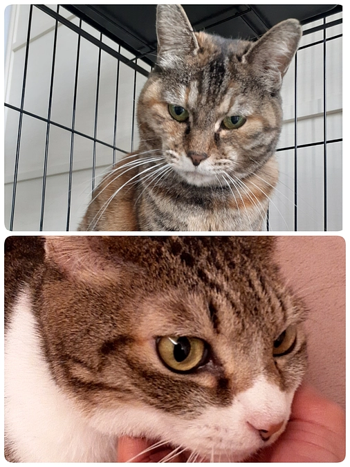 【すずちゃん】【さんご君】について