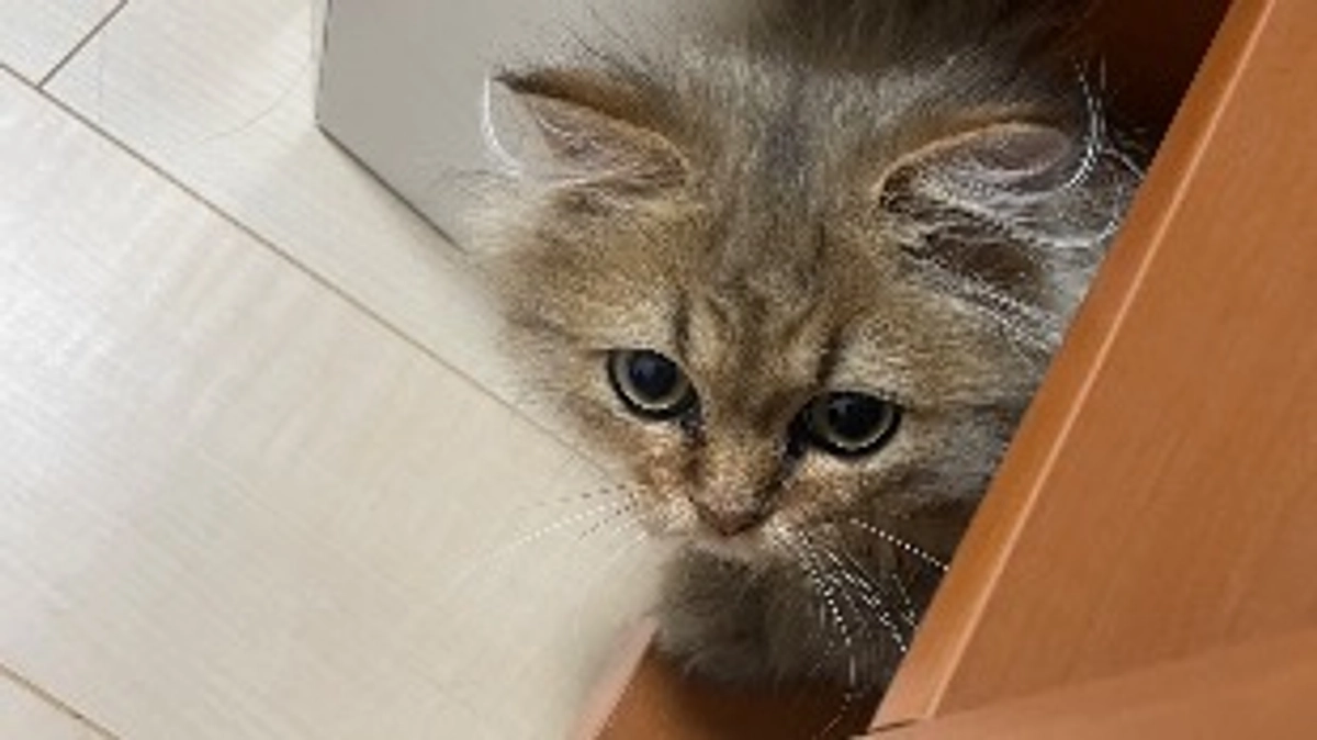 ※先程の投稿　一部誤字がありました