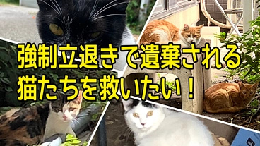 立退きで捨てられる猫を救いたい／シェルター創設にお力を貸して下さい のトップ画像