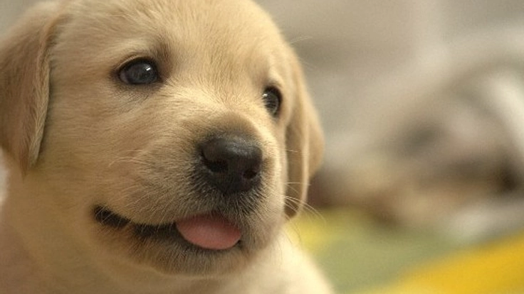 障がい者の方々のオリジナル商品を販売し動物救済の促進を!