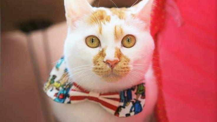 ハンディ猫の保護を目指して！盛岡の中心地にシェルターを開設！