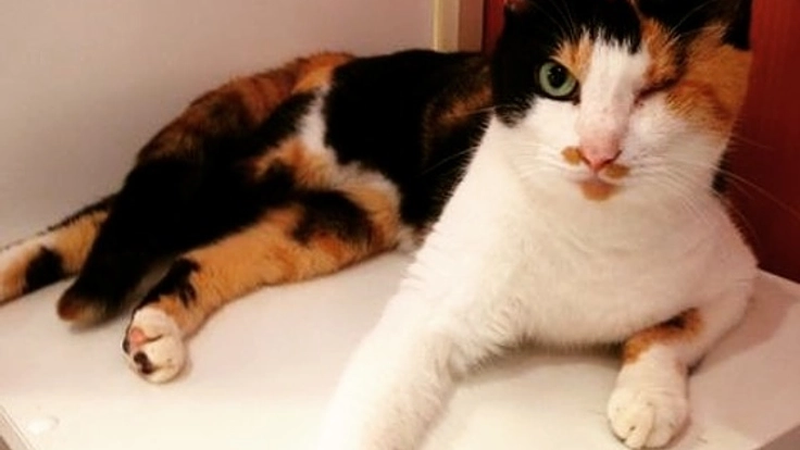 片眼で頑張る猫のモモを元気にするために治療を続けたい!