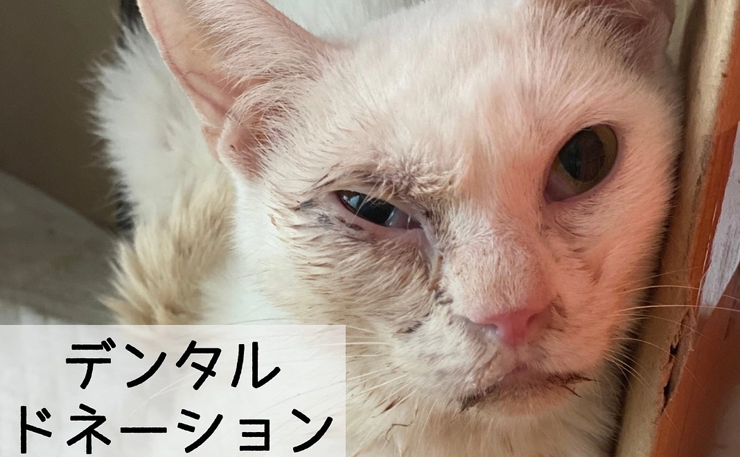 デンタルドネーション コース