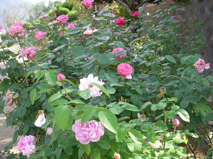 遊興費がゼロなのに　有料の餌を買ってしまう