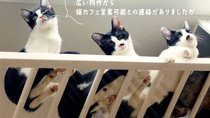 1匹でも多くの命を救うため。より広いシェルター型保護猫カフェへ 2枚目
