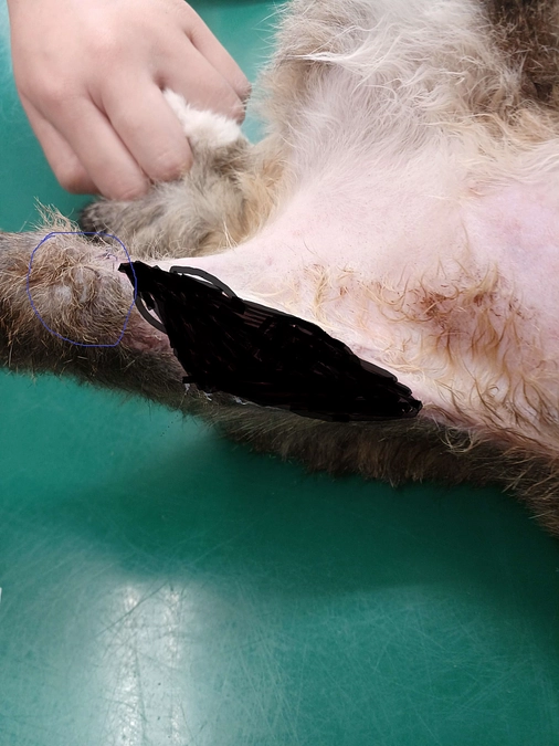 傷口の経過、状況