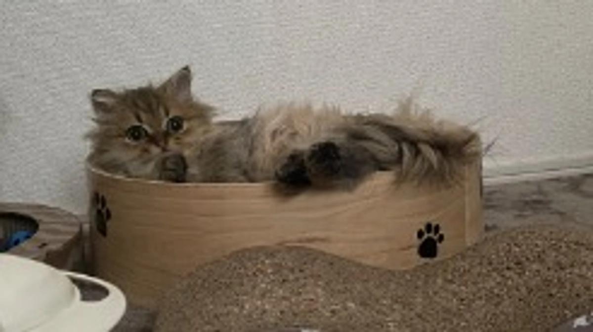 プロジェクト成立にて終了しました！