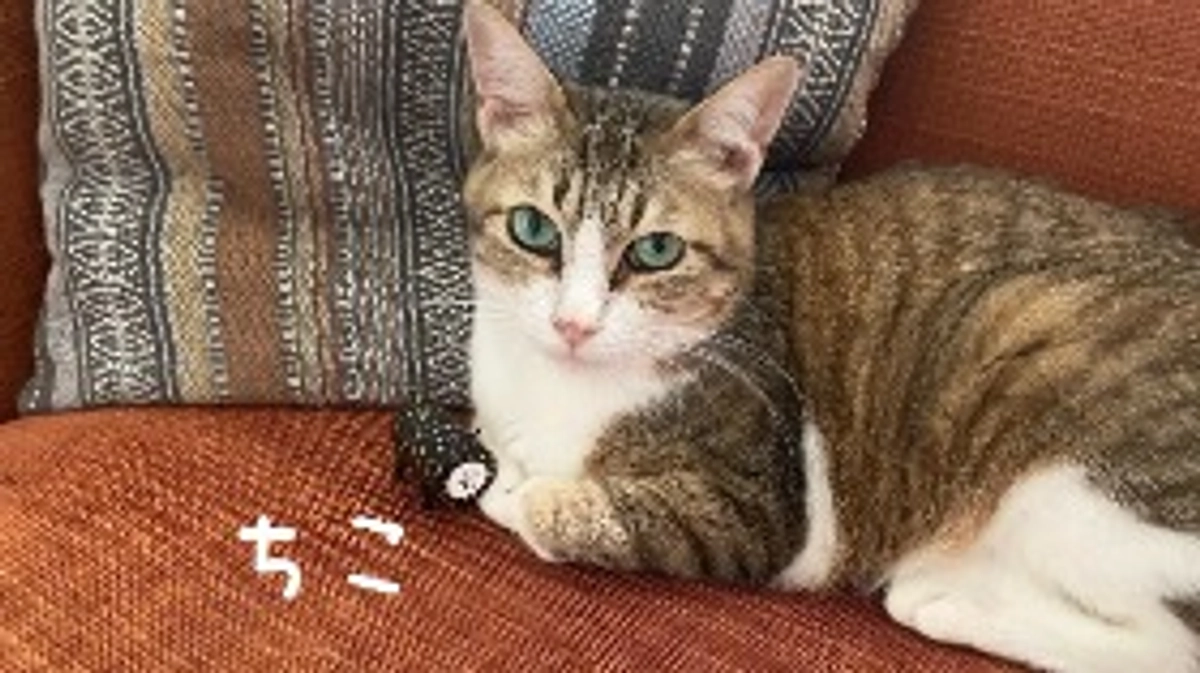 シェルター猫「ちこ」歯科手術の経過報告②