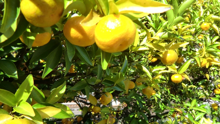 2000年の時空を超える伝説の神木「大和橘」の復活と再生！