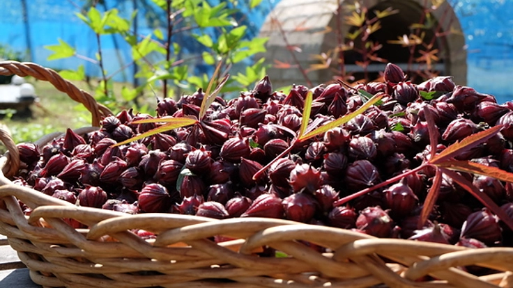 美味しくて美容にいい！ローゼルで岐阜・美濃加茂を盛り上げたい